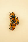 Turtle Orange